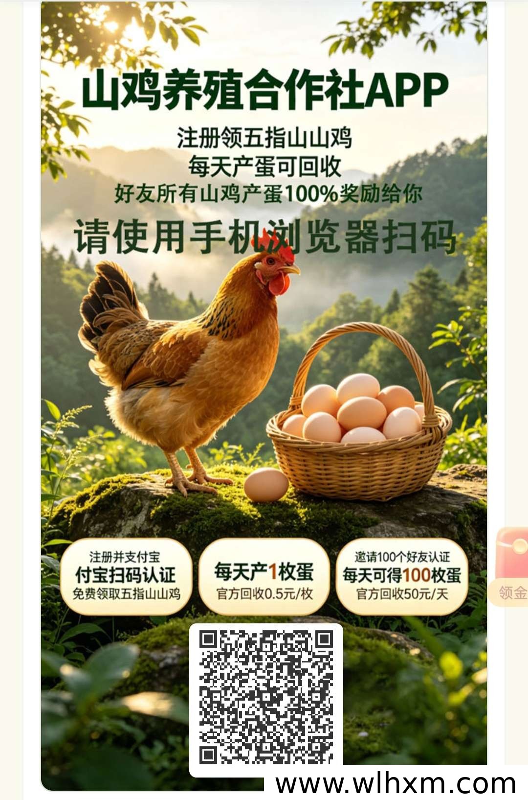 山鸡养殖合作项目 免费领鸡 官方包回收