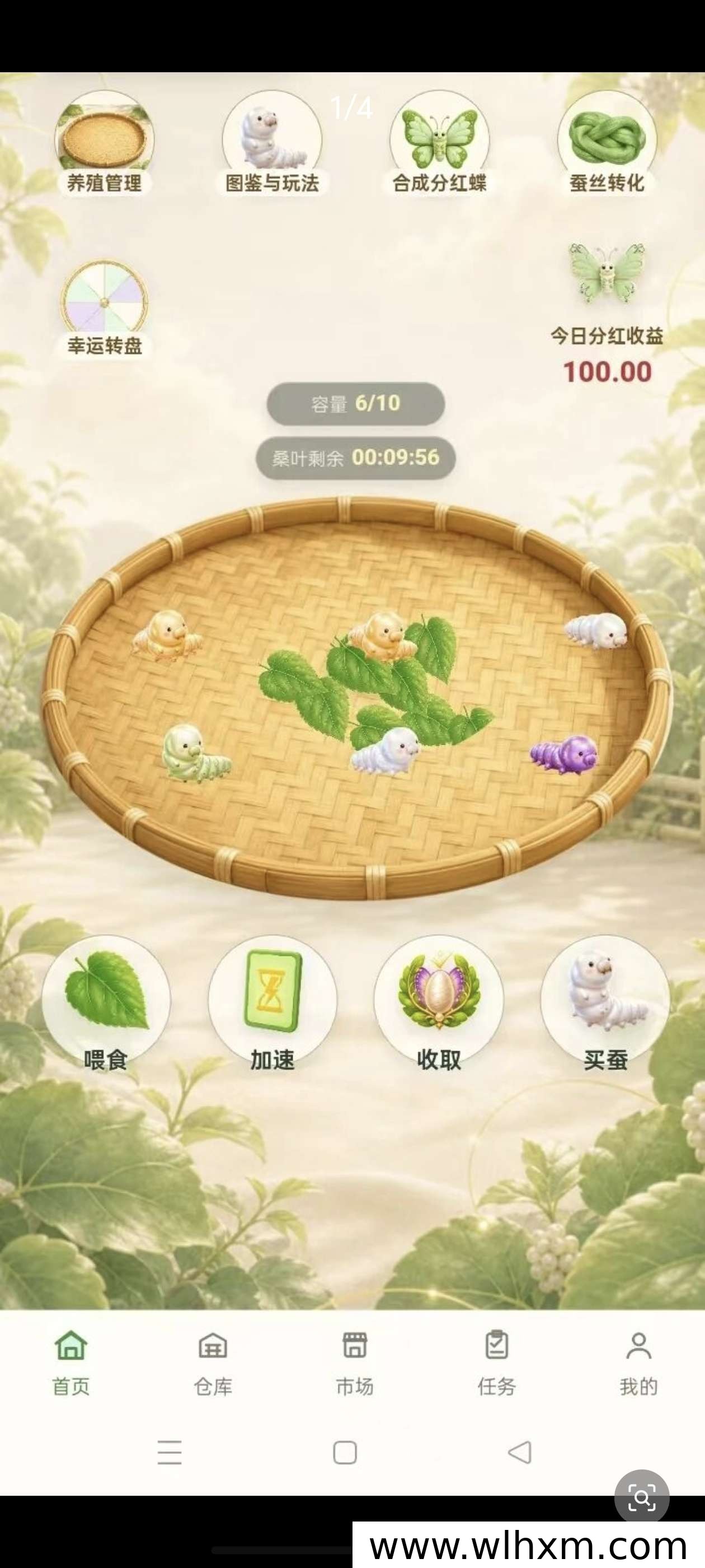 《桑蚕记》休闲养成游戏上线:碎片时间养蚕合成蝴蝶